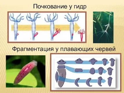Почкование фрагментация