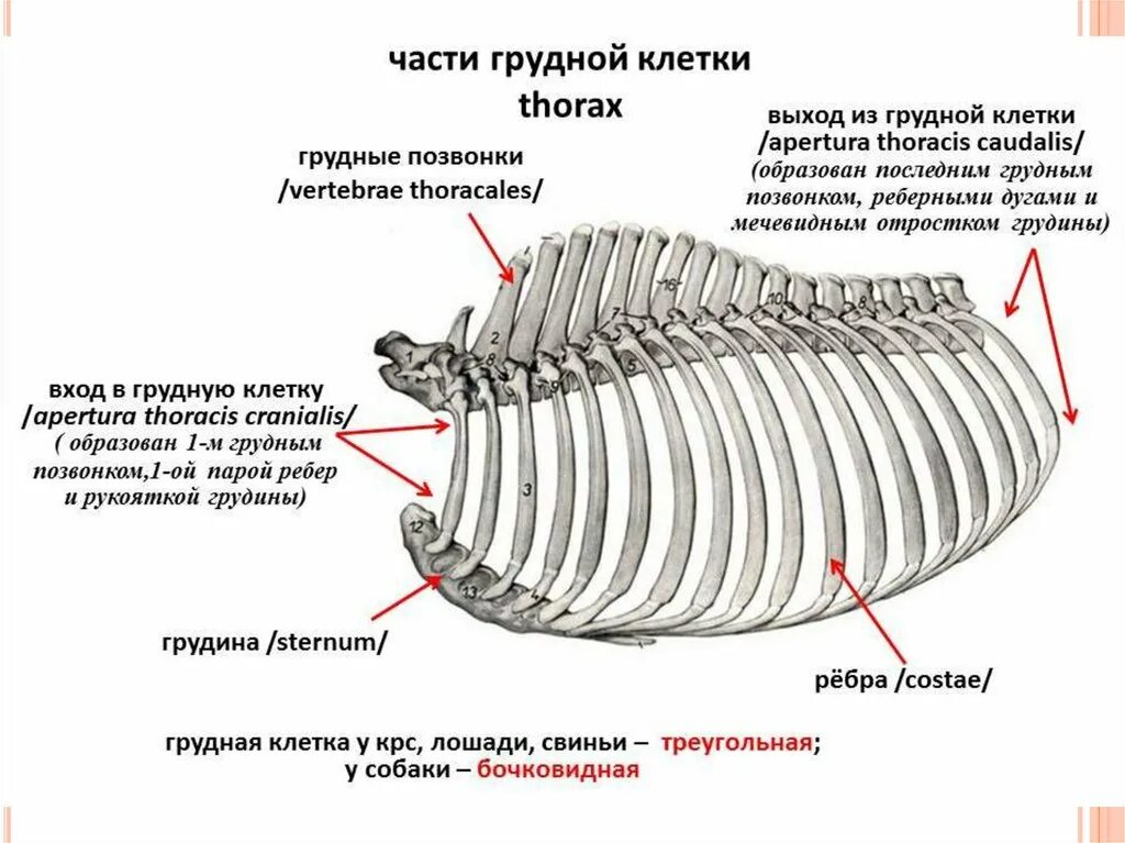 Строение грудной клетки КРС. Строение грудной клетки лошади. Строение грудины животных. Строение скелета собак грудная клетка. Вырост грудины киль