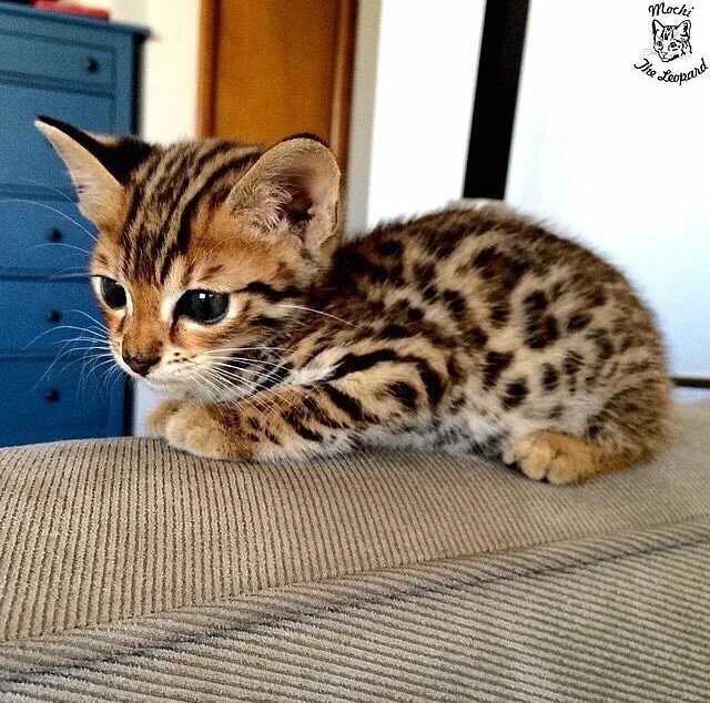Бенгальский кот полосатый. Бенгальская кошка дикая. Котенок красивый пятнистый. Шотландская вислоухая кошка пестрая. Красивые полосатые котята.