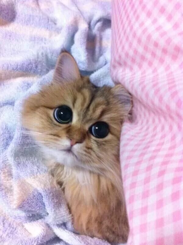 Самые милые кошки. Милые котики. Прямо милый. Прямо милый. Прямо милый.