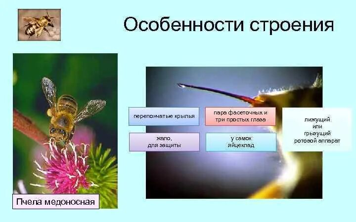Особенности строения перепончатокрылых. Перепончатокрылые строение крыльев. перепончатокрылые особенности строения. особенности крыльев перепончатокрылых. перепончатые особенности строения.