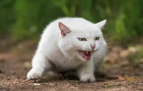 К чему снится злая кошка