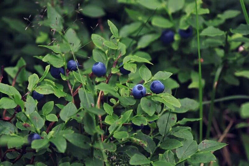 Вороний глаз четырёхлистный. Черника кустарничек. Вороний глаз ягода ядовитая. Черника зелень. Темно синие ягоды в лесу.
