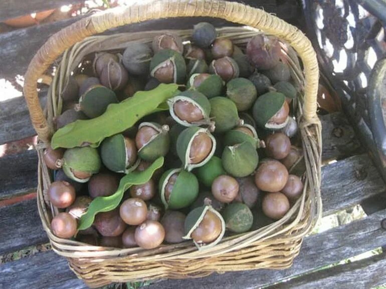 Макадамия орех Родина. Самый дорогой орех макадамия. Самый крепкий орех в мире макадамия. Макадамия дерево. Самый дорогой орех сколько стоит