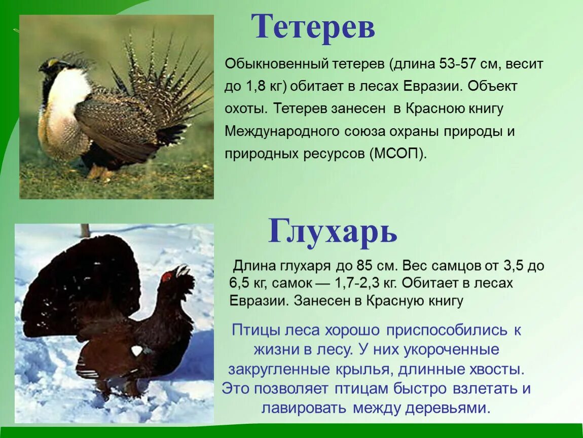 Сколько весит глухарь. Тетерев глухарь разница вес. тетерев обыкновенный. тетерев размер. тетерев вес.