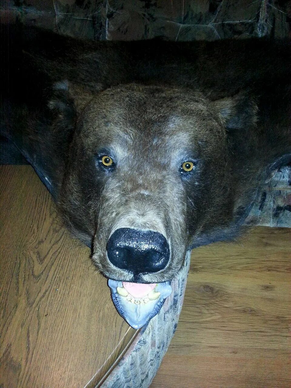 Balding Former Circus Bear Finally Returns To The Wild Animals are beautiful peo