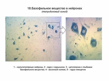 Глыбки хроматофильной субстанции