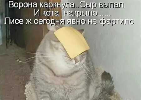 Анекдоты про коте