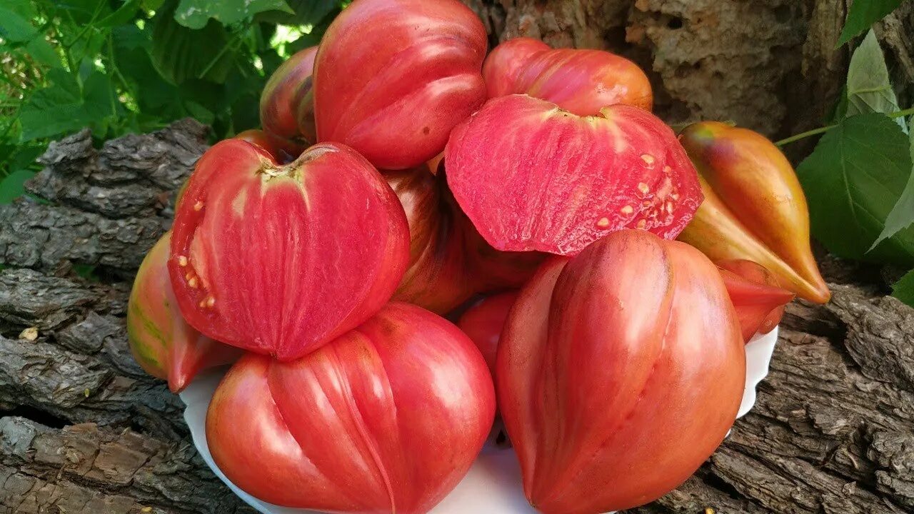 Дробленое сердце томат описание. Сорт томата дробленое сердце. Томат дробленое сердце. Томат разбитое дробленое сердце. Сорт томата дробленое сердце.