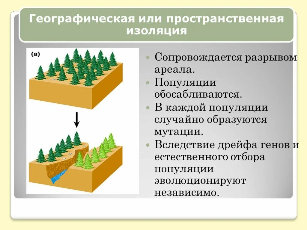 Виды изоляции в биологии. Изоляция как фактор эволюции. Пространственная изоляция популяций. Изоляция пространственная и экологическая. Изоляция и развитие