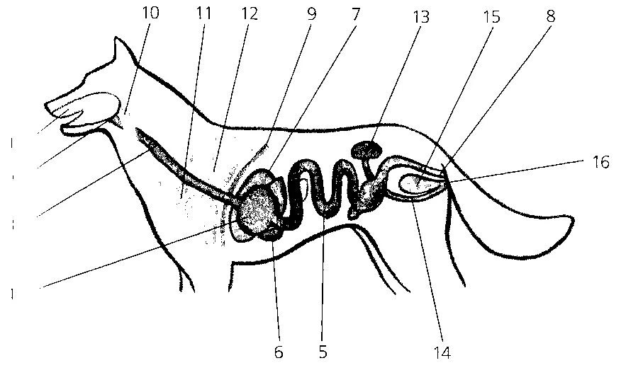 Пищеварительная система собаки биология 7 класс. Пищеварительная дыхательная и выделительная системы собаки. Внутреннее строение собаки биология 7 класс. Внутреннее строение млекопитающих (собак) собак. Внутреннее строение млекопитающих рисунок