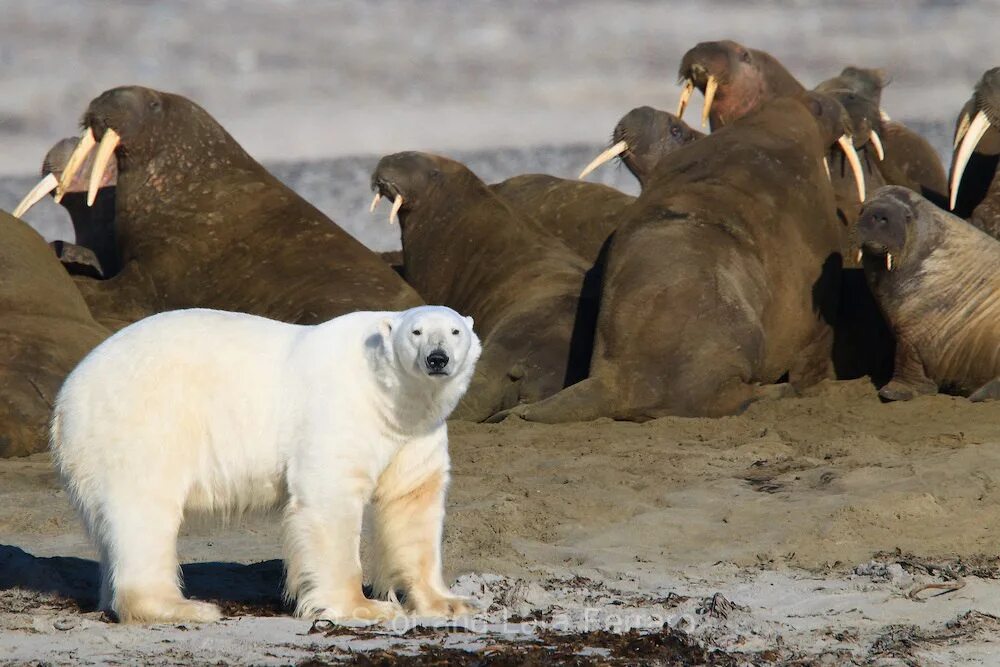 Остров Врангеля моржи. Арктический морж. Белый медведь морж и тюлень природная зона