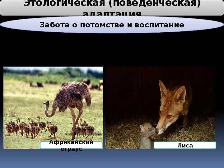 Этологические приспособления примеры. Этологическая адаптация. поведенческая адаптация забота о потомстве. поведенческие адаптации. примеры этологических адаптаций.