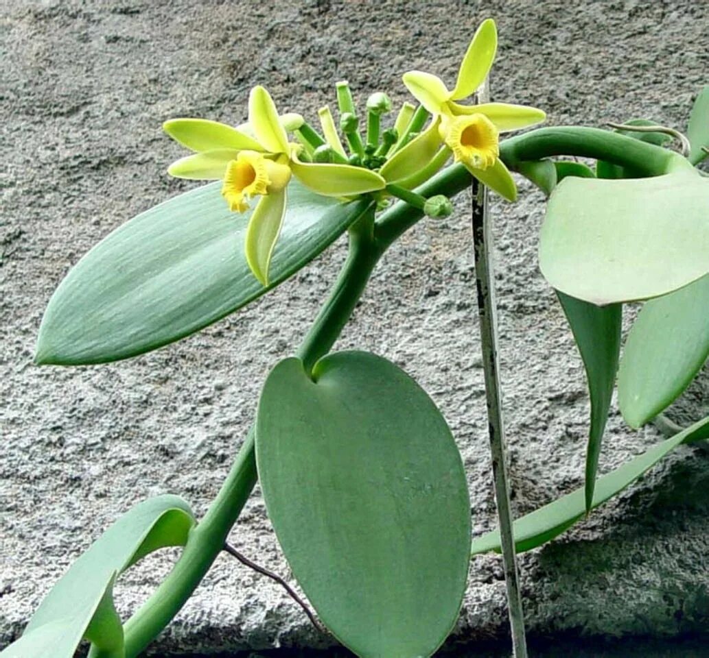 Vanilla plants. Vanilla planifolia. Орхидея ваниль вариегатная. Орхидея Ванилла планифолия. Мадагаскарская ваниль.