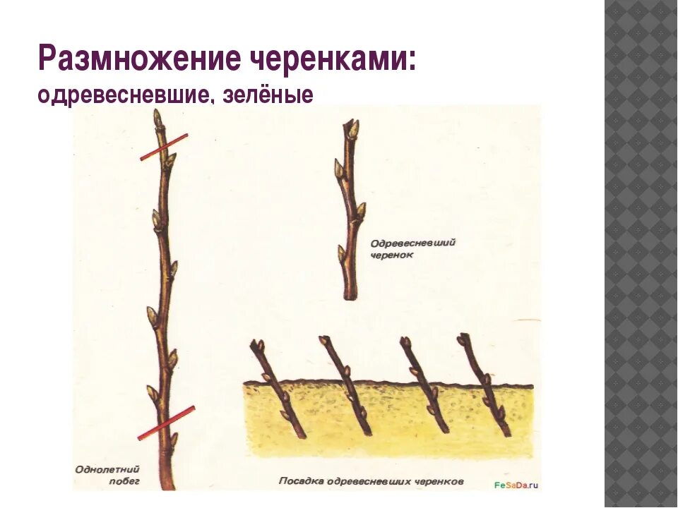 Способ размножения яблони. Размножение черной смородины одревесневшими черенками. размножение малины одревесневшими черенками. размножение боярышника отводками. размножение яблони одревесневшими черенками.