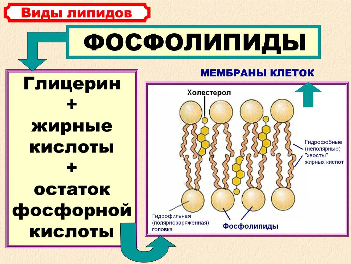 Строение липидов. Фосфолипиды клеточной мембраны. Строение сложных липидов. Структура липидов биология. Липиды входят в состав клеток