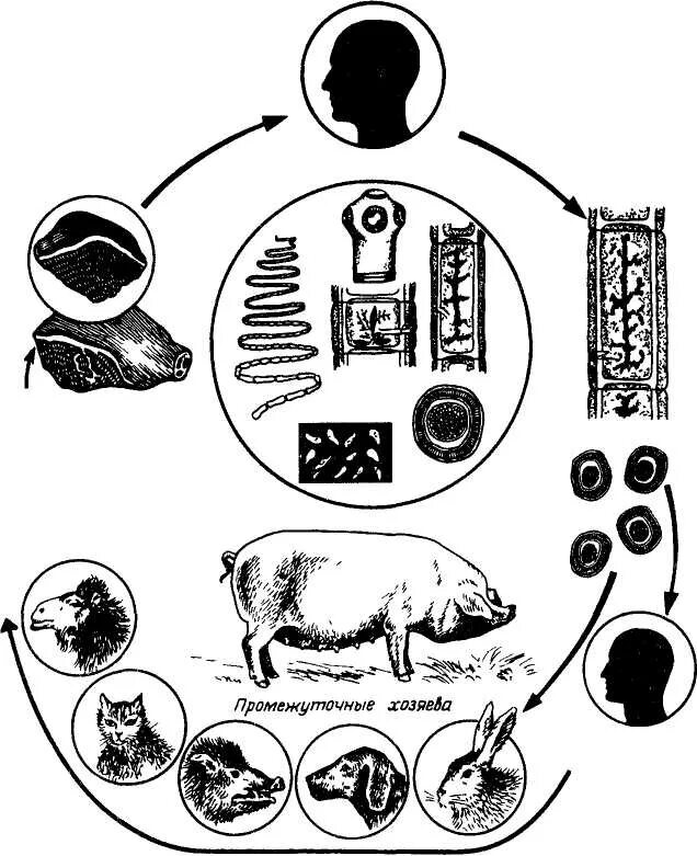 Свинья цикл. У свиней половой цикл длится. Свинья цикл. Трихоцефалез свиней цикл развития. Аскаридоз свиней биология развития.