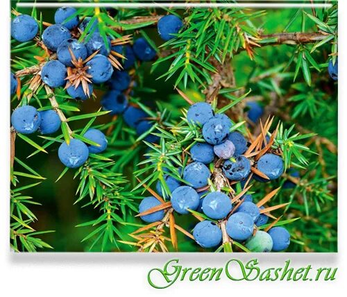 Discover the delicious botanicals in London Dry Gin