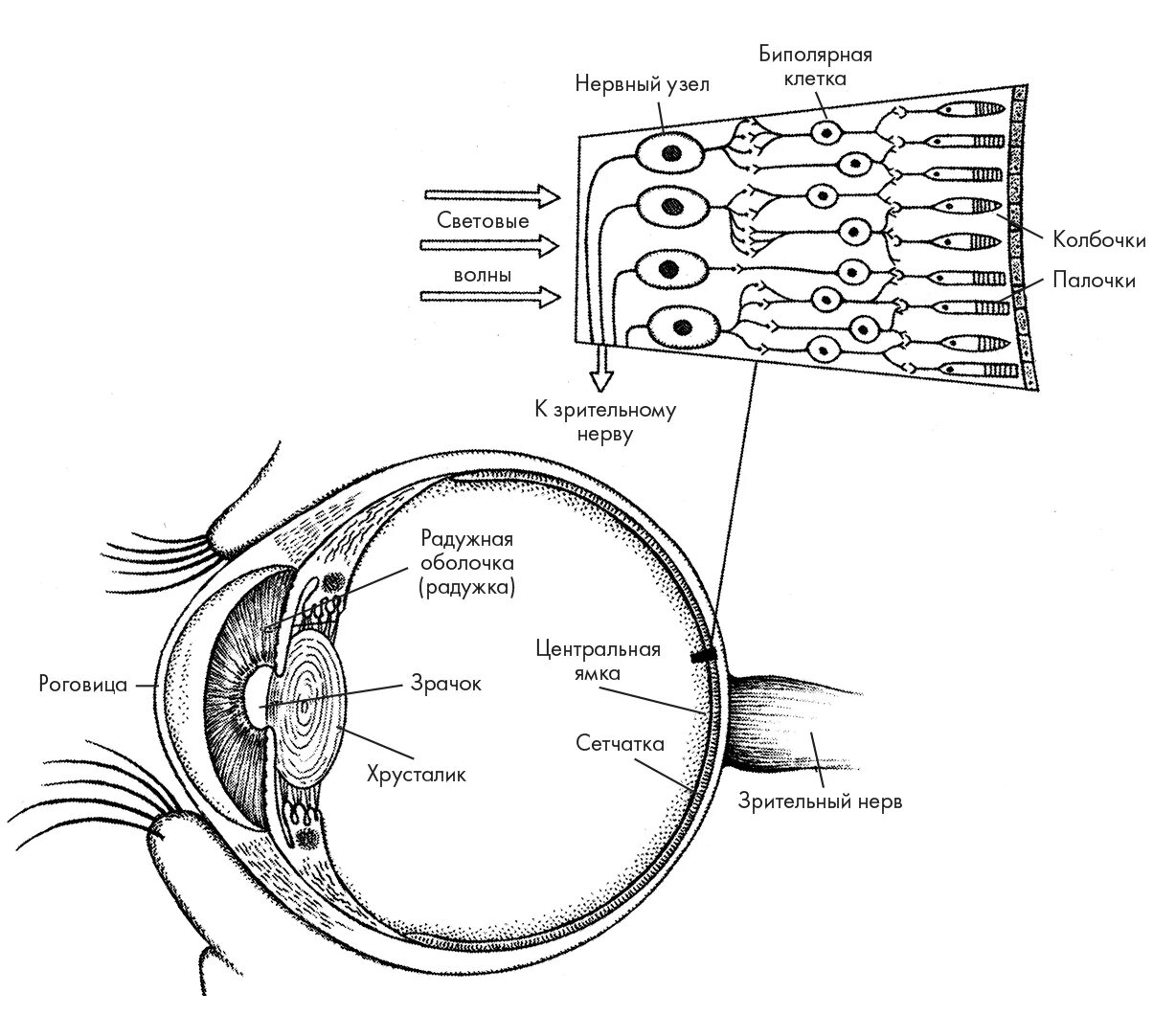 Строение глаза сетчатка глаза. Строение сетчатки глаза человека. Строение сетчатой оболочки глаза. Схема строения сетчатки глаза.