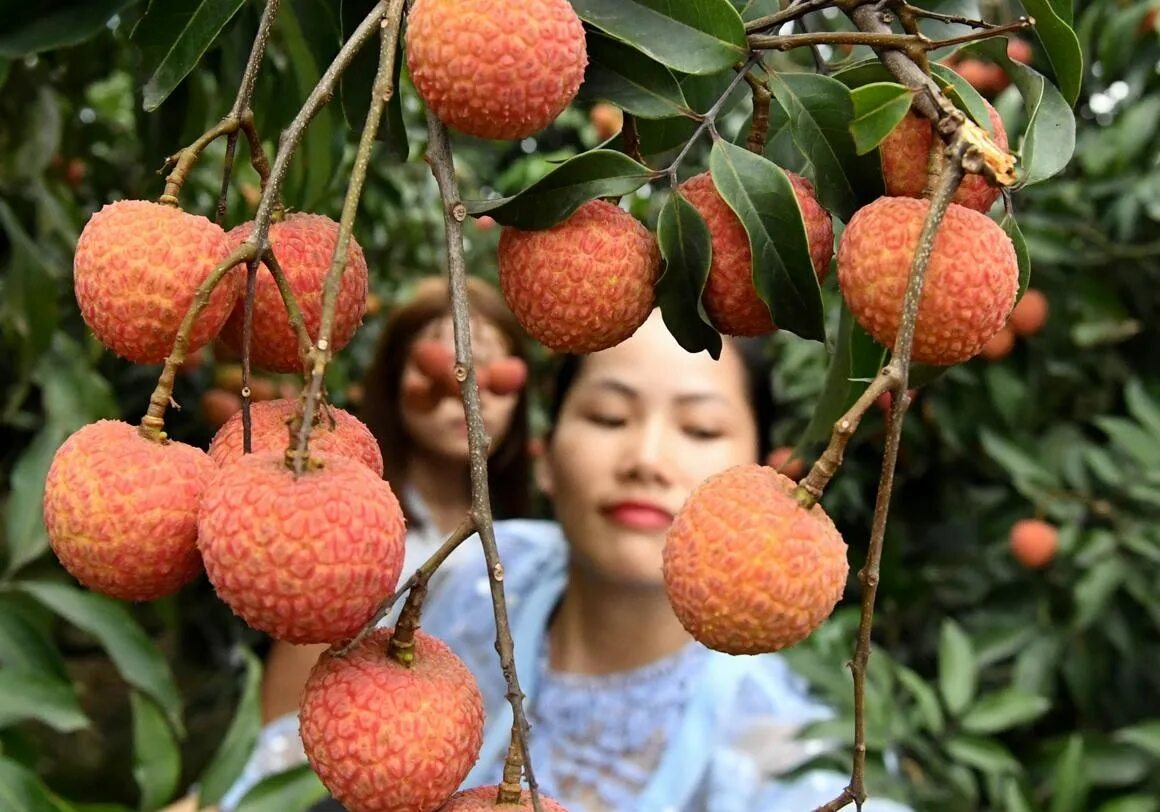 Личи фрукт дерево. Litchi chinensis. Личи литчи. Плодовое дерево личи. Личи китайская слива.