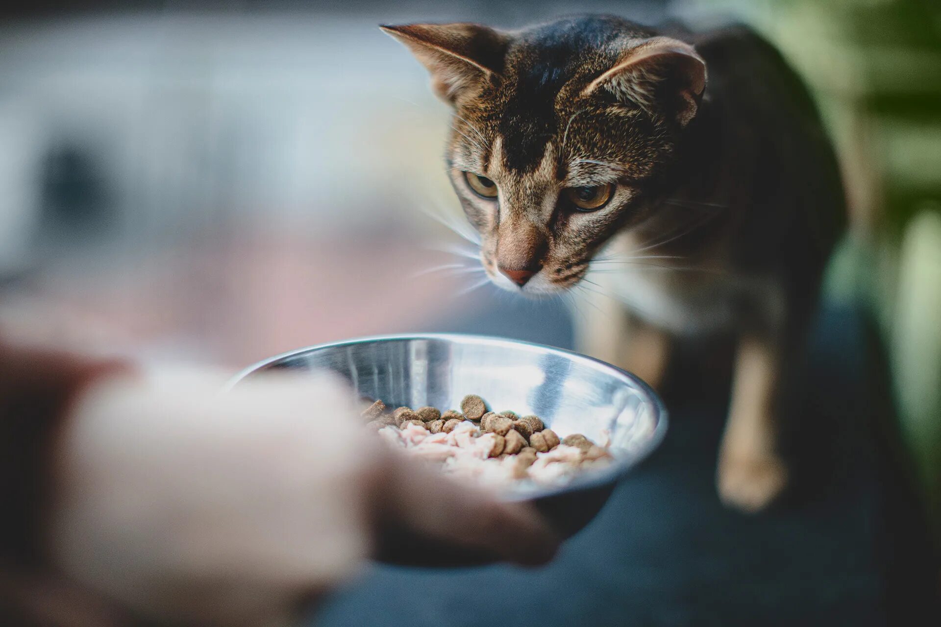 Можно кормить кошку разным кормом. Россия кормит кота. Волонтёр кормит котёнка. Тонкинез ест сухой кошачий корм. Ребенок ест корм кота.