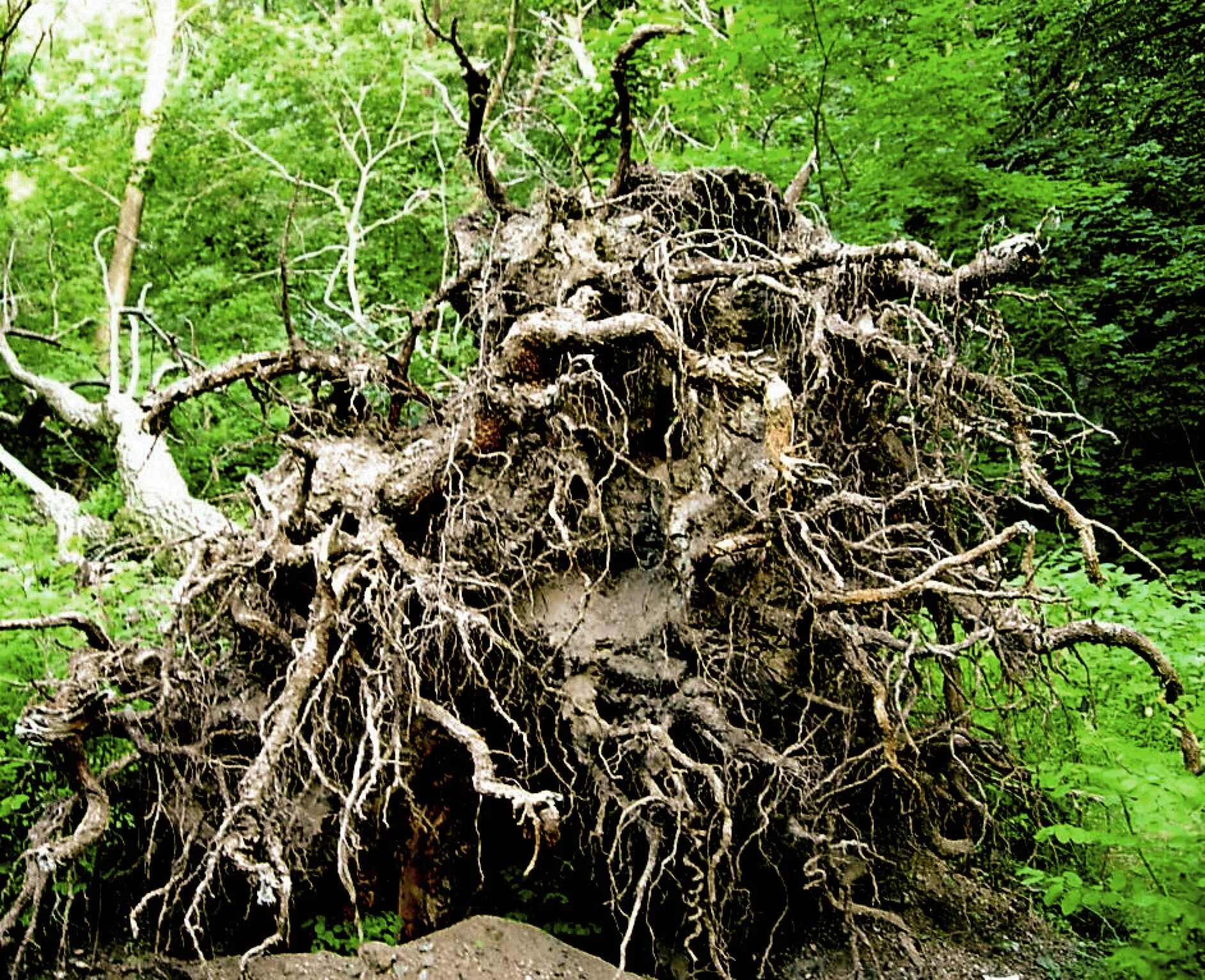 Корневой участок. Wurzel корни. Uprooted Tree. Корни дерева. Корни деревьев фото.