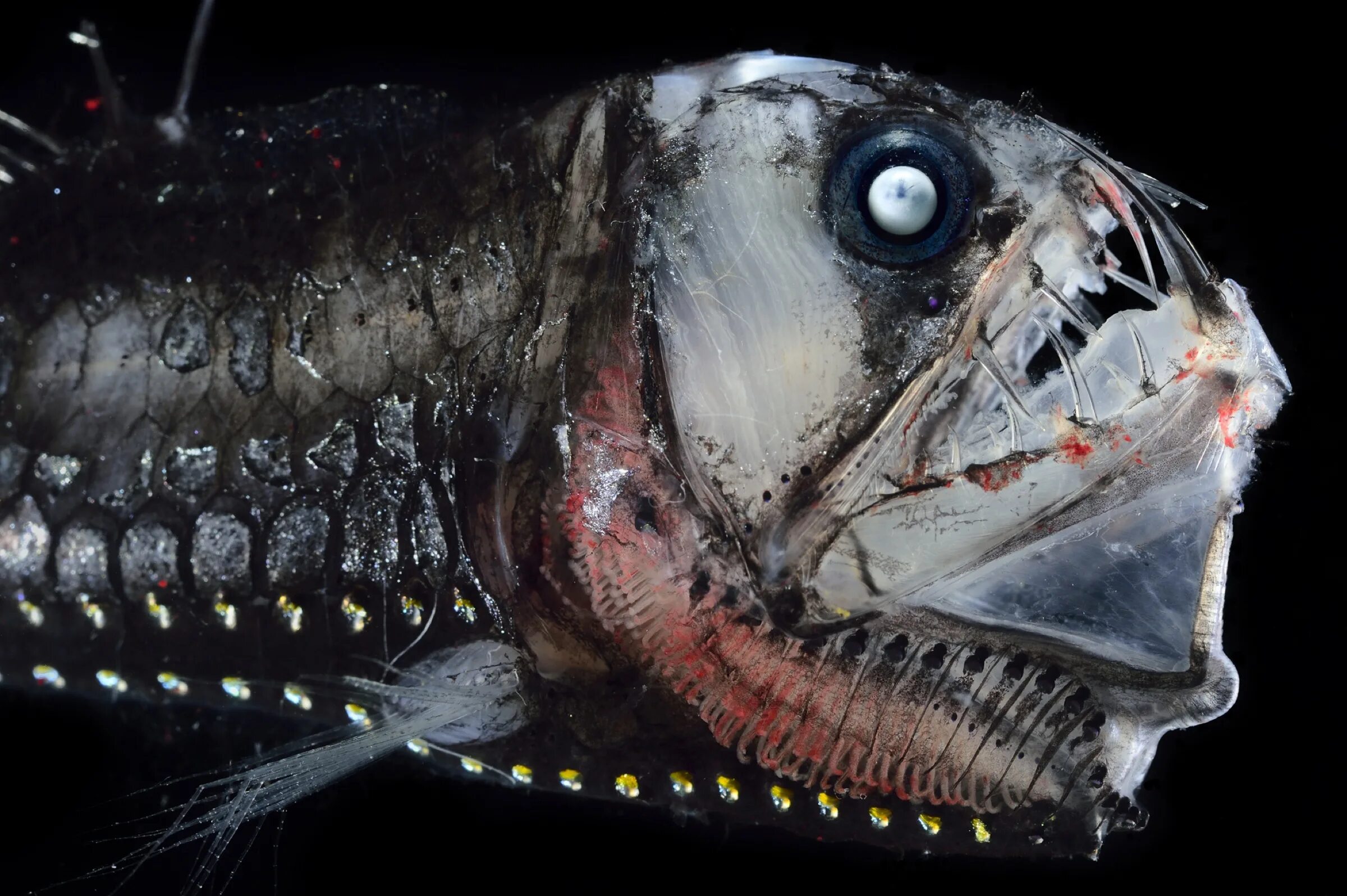 Scary fish