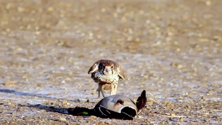 Wubrg mtg. Атомик монстер. Everlasting summer. Читы к евони. Мгновенная атака.
