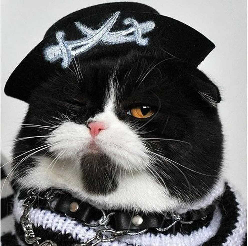 Пиратский кот. Коты пираты. Кот разбойник. Кошачий пират. Кот пират.