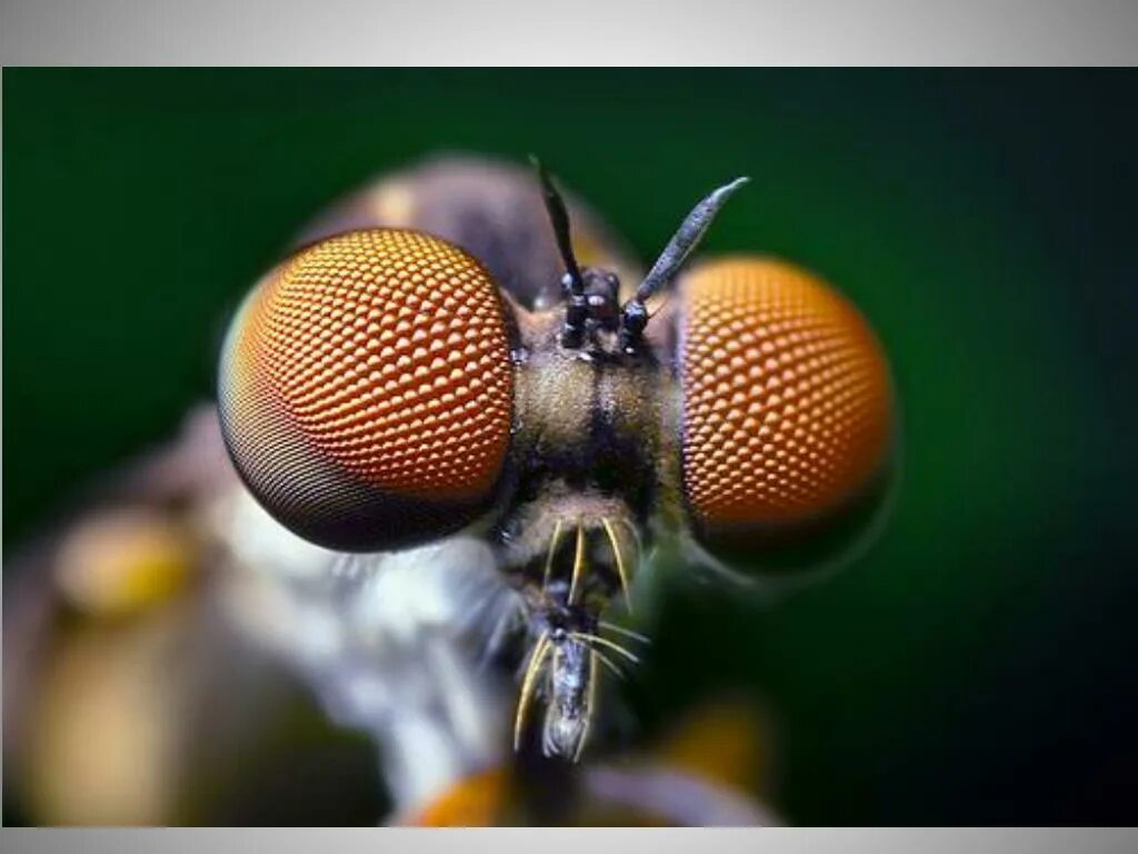 Фасеточные глаза у жуков. Простые и сложные глаза у насекомых. Сложные (фасеточные) глаза насекомых состоят из:. Фасеточные глаза стрекозы. Органы зрения у класса насекомые.