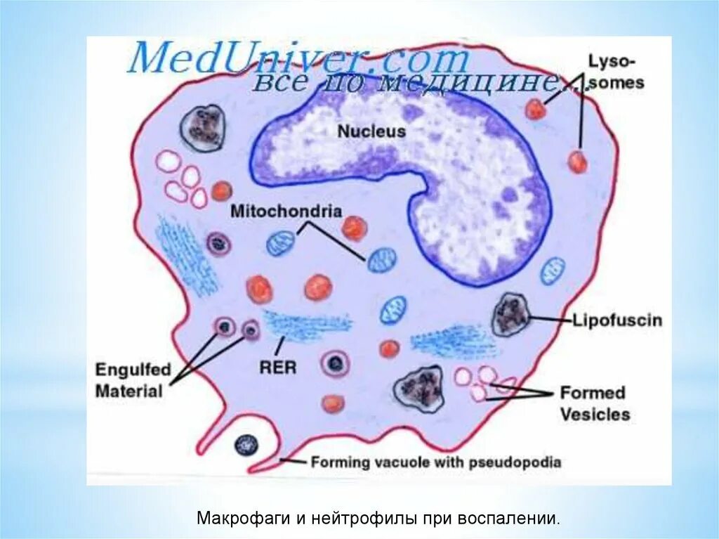 Макрофаг строение схема. Клетка Макрофаг строение. Макрофаги структура. Тканевые макрофаги. Макрофаги и нейтрофилы