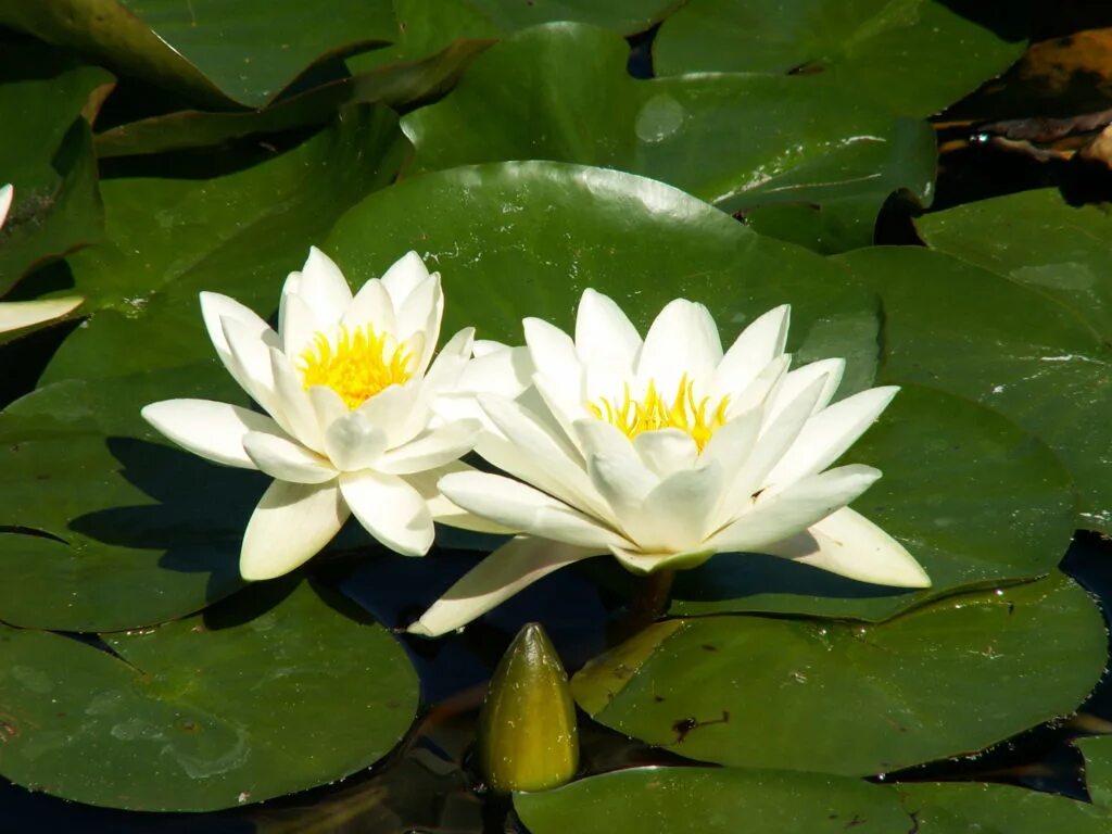 Водные растения челябинской области. Кувшинка белая Nymphaea Alba l.. Водяная Лилия (Nymphaea Alba).