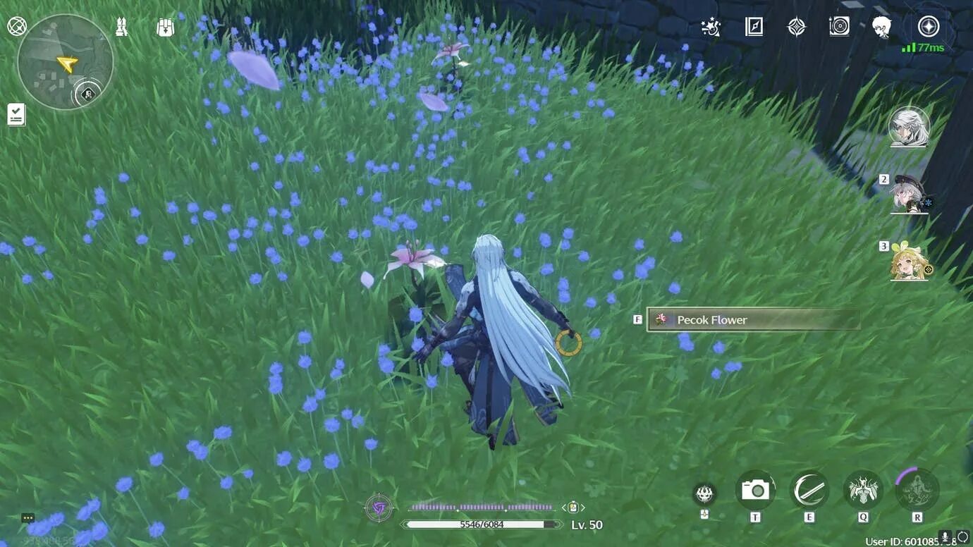 Где найти pecok flower. Где найти pecok flower