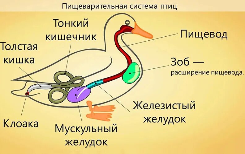 В зобу дыханье. Внутреннее строение птиц пищеварительная система. Пищеварительная система уток. Утка строение пищеварительной системы. Схема строения пищеварительной системы птиц.