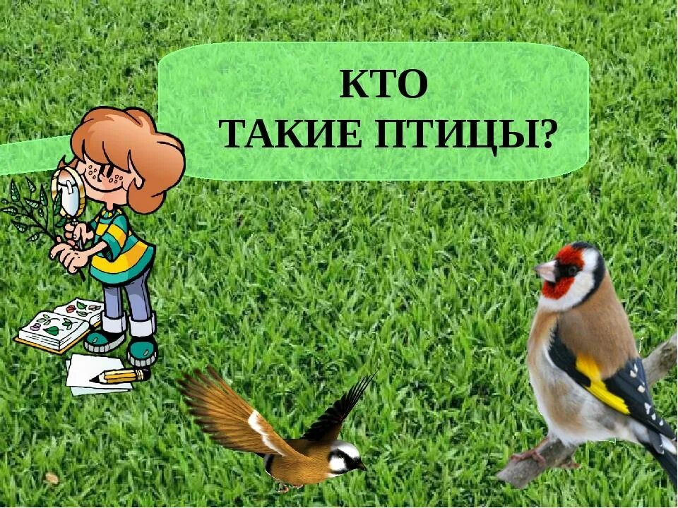 Кто такие птицы. Окружающий мир. Птицы. Кто такие птицы для детей. Птицы 1 класс окружающий мир.