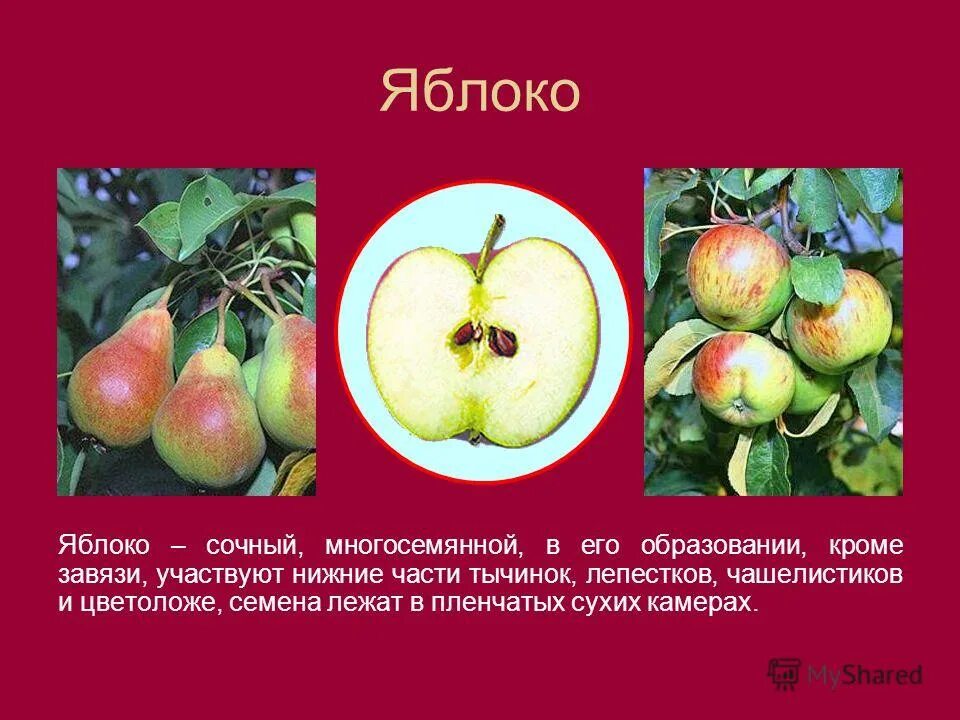 Плод груши это яблоко. Плод груши это яблоко. Характеристика семечковых плодов. Строение плода груши. Плод груши это яблоко.