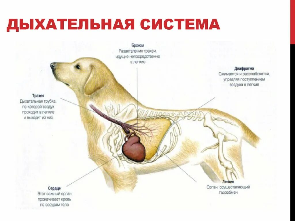 Дыхательная система собаки