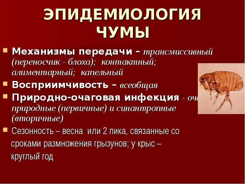 Чума является инфекцией