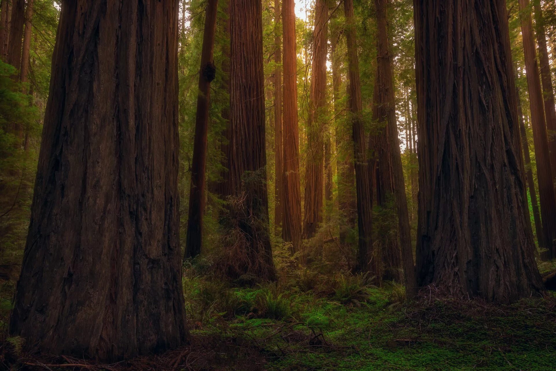 Огромные стволы деревьев. Лес Редвуд штат Калифорния. Секвойя Редвуд. Парк Редвуд Калифорния. Секвойя дерево лес.