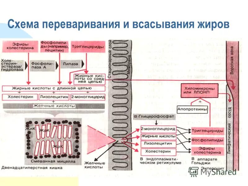 Жиры в лимфу. Жиры в лимфу. Движение лимфы по лимфатическим сосудам. Регуляция обмена жиров. Лимфа после приема пищи.