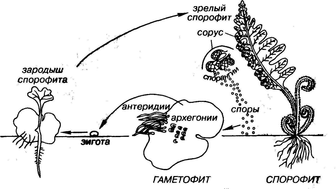 Функция гаметофита папоротников. Спорофит и гаметофит папоротника. Спорофит гаметофит схема. Гаметофит и спорофит у водорослей. Молодой гаметофит папоротника.