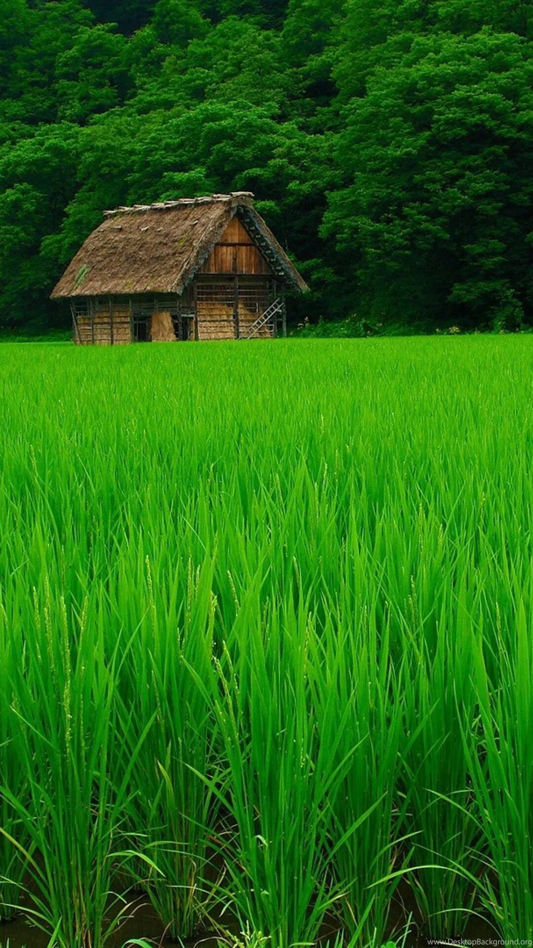 Высокая трава. Успокаивающий фон. Зеленая природа.