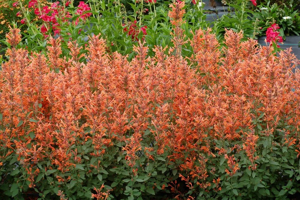 Apricot Sprite Hummingbird Mint, Agastache aurantiaca High Country Gardens High 