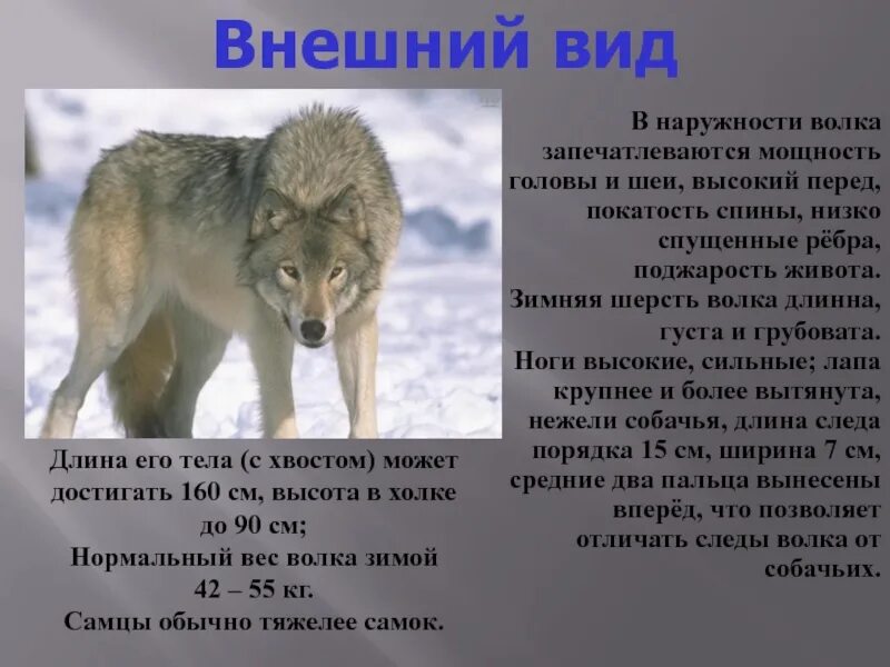 Географические признаки волка обыкновенного в каких. Описание волка. Рассказ о волке описание. Внешний вид волка описание. Доклад про волка.