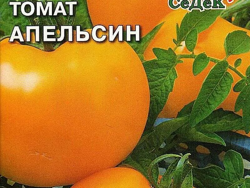 Сорт томата апельсин. Семена томата апельсин. Томат желтый апельсин. Томат апельсин урожайность. Урожайность томата апельсин