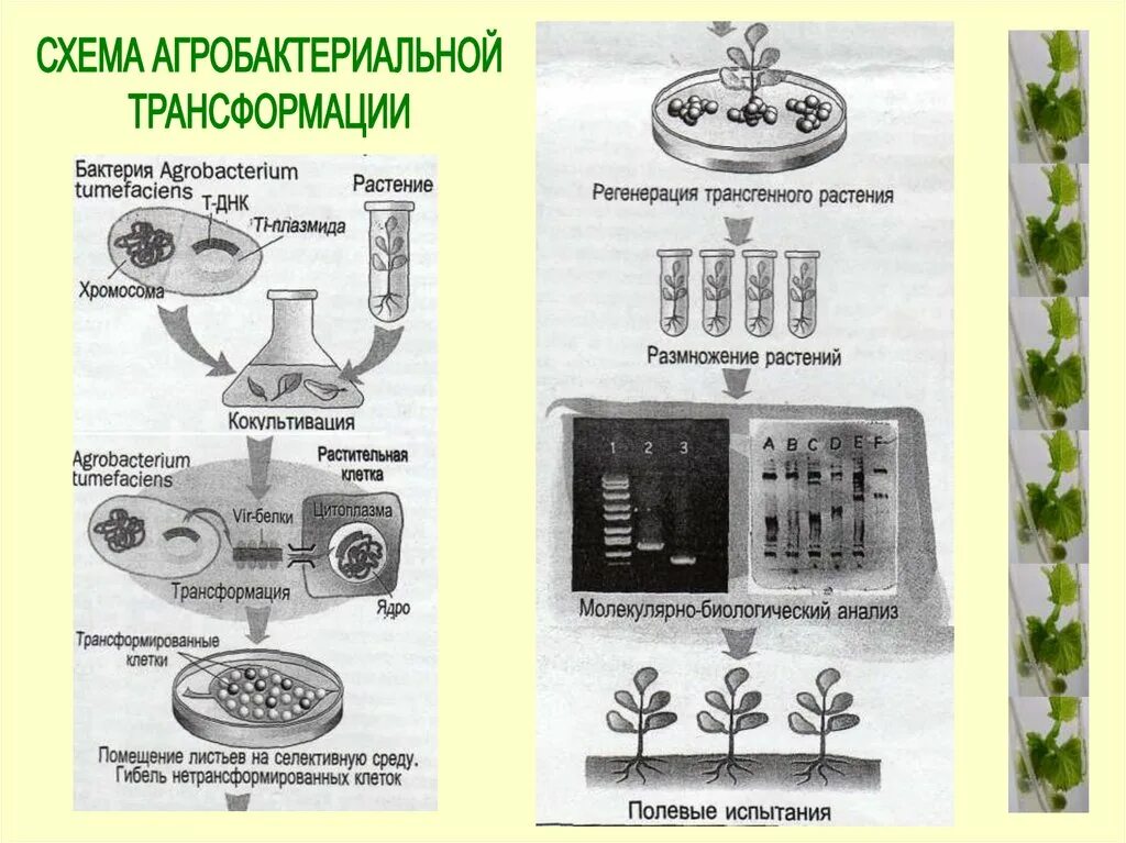 Преобразования у растений