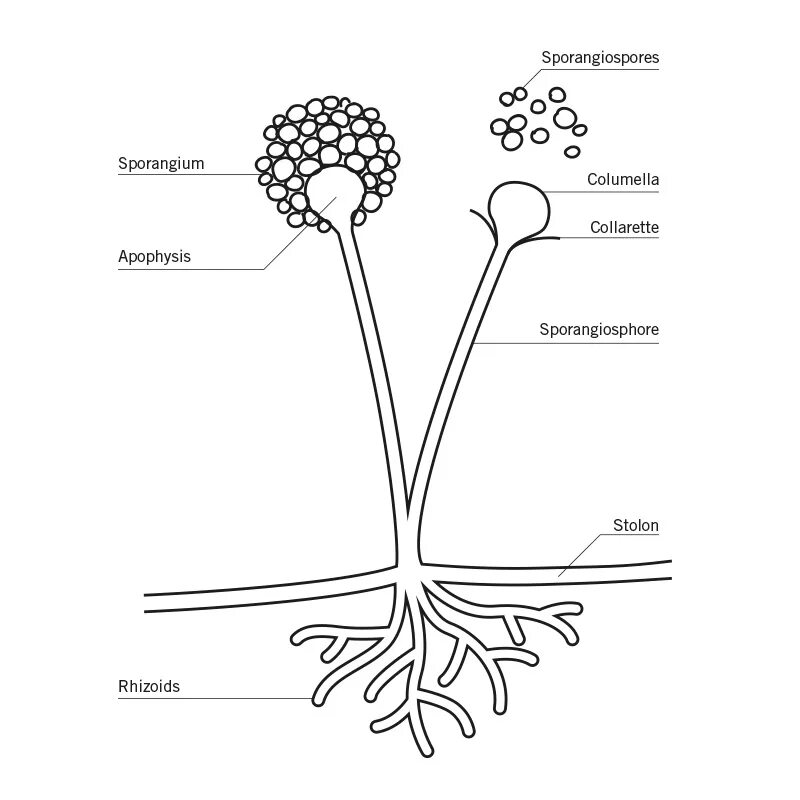 Ризопус гриб строение. Спорангии схема. Спорангии мукора. Мукор ризопус.