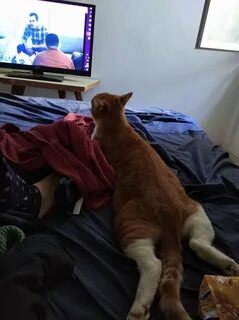 Включи соседи кота