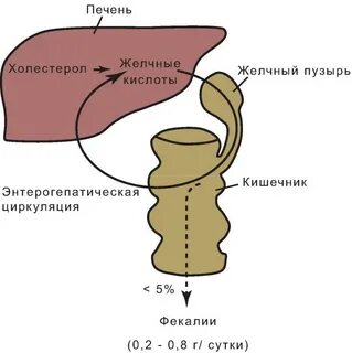 Повышенные желчные кислоты у собак