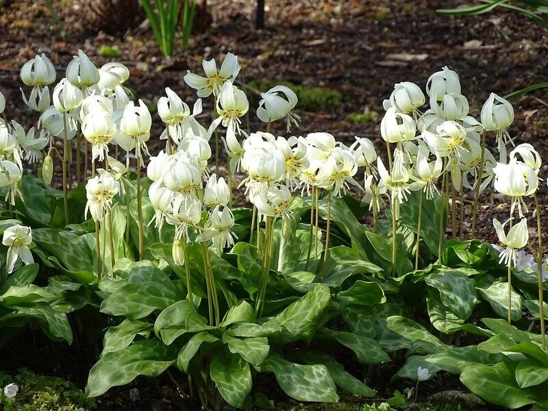 Эритрониум уайт бьюти. Кандык уайт бьюти. кандык (erythronium). кандык калифорнийский уайт бьюти. эритрониум кандык.